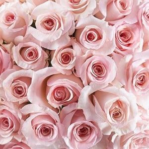 Meet your Posher, Celeste